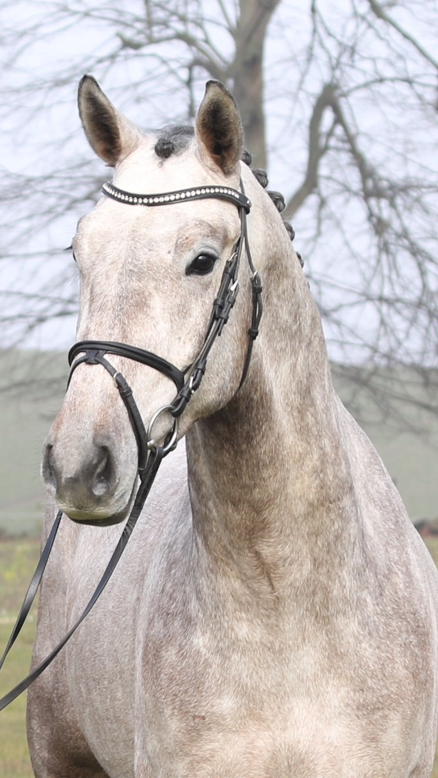 Cyrano Ask 2016.03.09 Hovedbillede